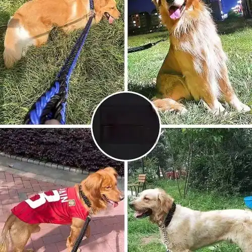 doghook